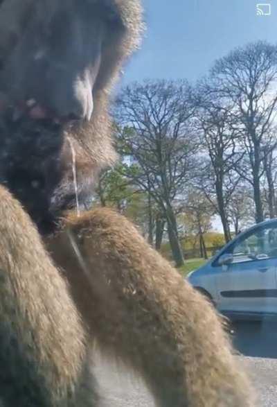 Enjoying a tasty afternoon shake. Who hasn't?