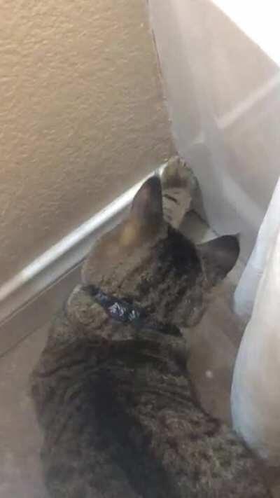 pest control cat in action