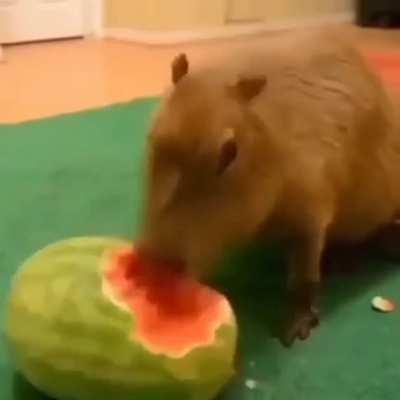 capibara in action