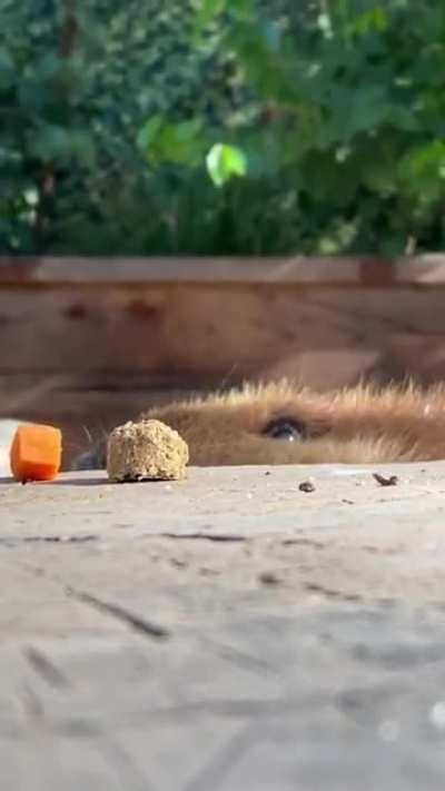 Peanut enjoying some snacks at the San Diego Zoo