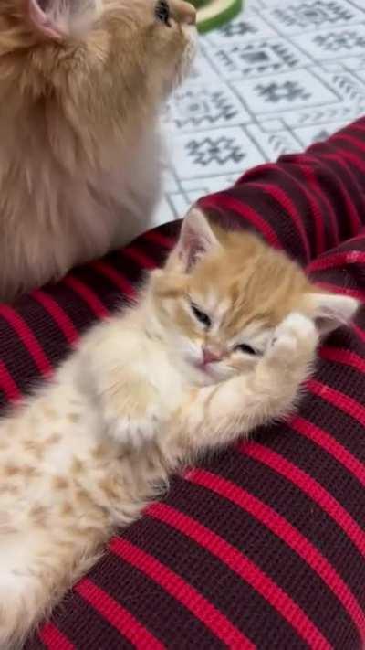 What a little “meow”.