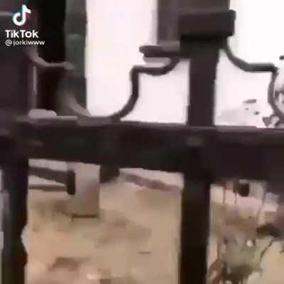 aweonasogang - Video #6788