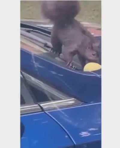 maybe squirrels aren't real too