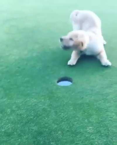 Golf Buddy!