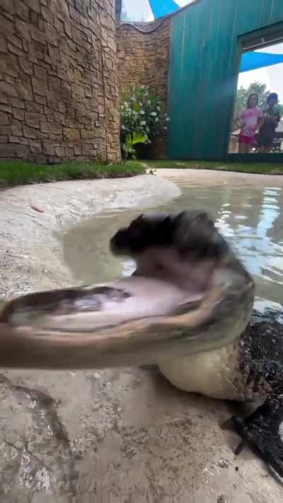 Rescued crocodile with missing upper jaw eats food happily