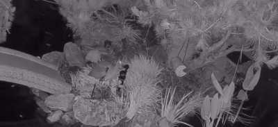 A win against the heron!