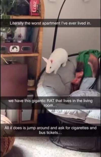 Clowning on my rabbit 24/7