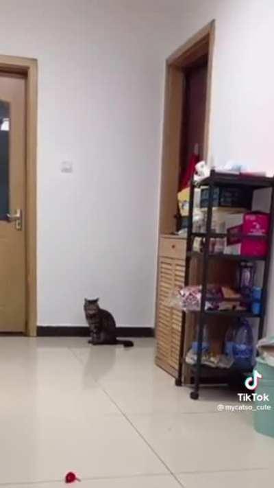 🤸‍♀️🤸‍♀️🤸‍♀️