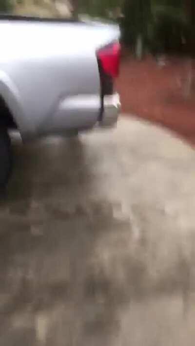 Apparently raccoons like spices