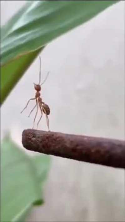 Ant left behind by his friends