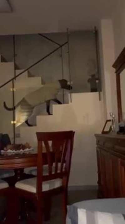 such a sneaky boi...