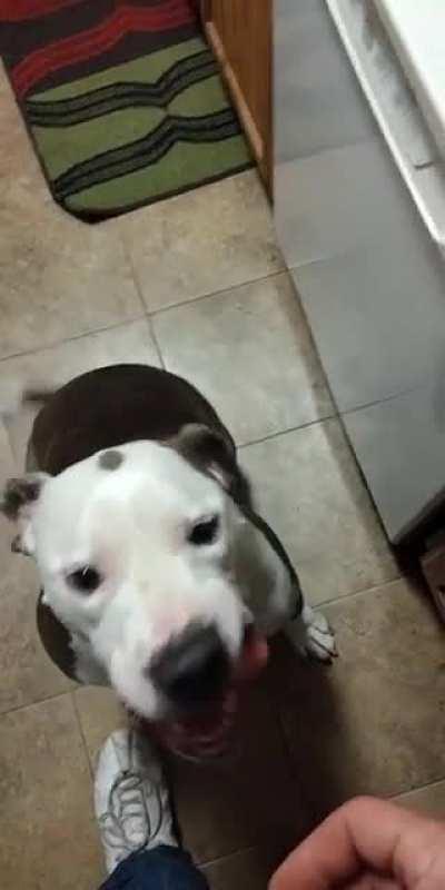 Hippo loves pineapple