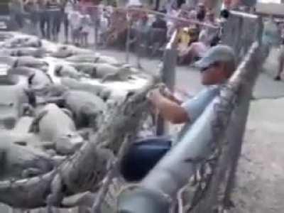 Croc bites hand of man