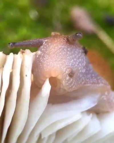A snail eating a mushroom