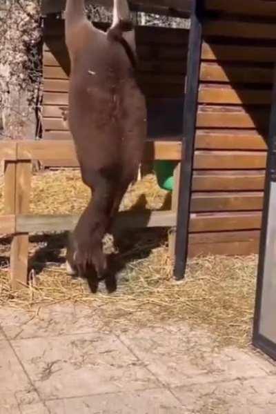 Donkeys can be Cute too but ...