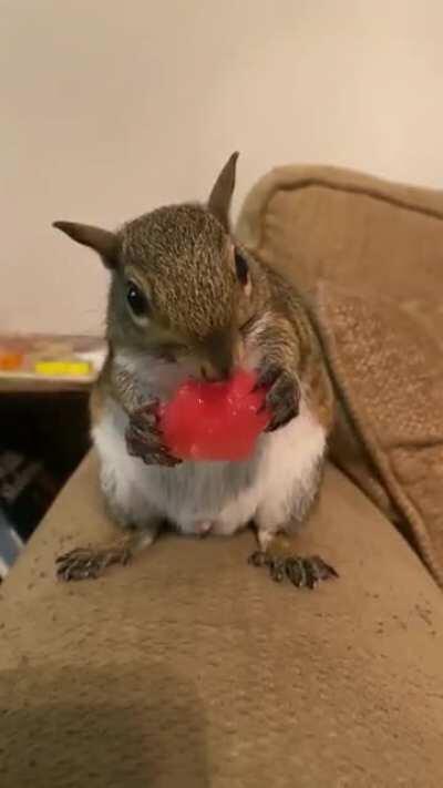 Bolt noms watermelon 🍉