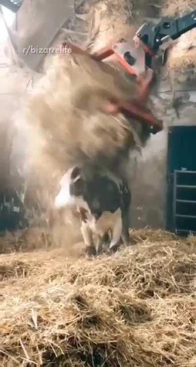 When food plays with food