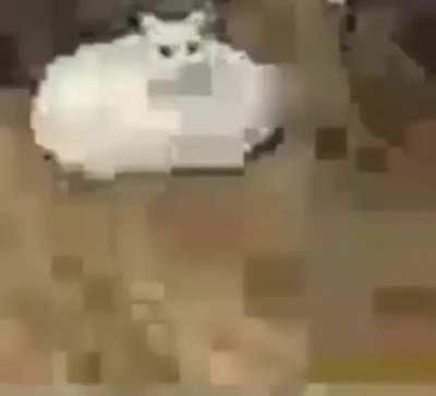 I present to you, the best video on the internet