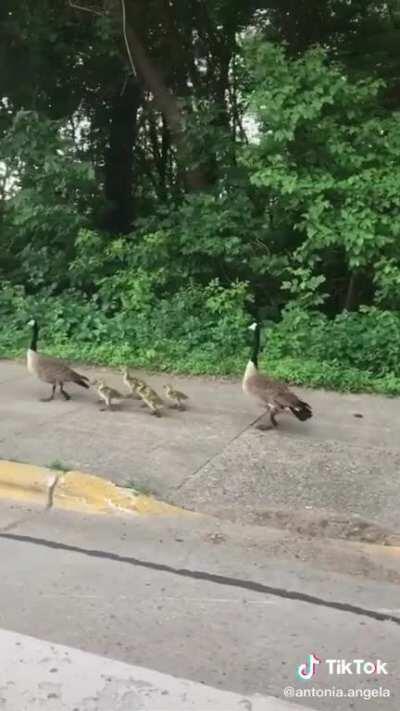 All I'm saying is that these geese dgaf