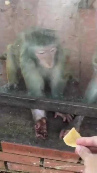 Alimentando macaquinho
