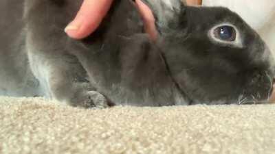 We interrupt your regularly scheduled hay munching and binkies for special shoulder rubbing pats! Bunny purrs accepted as payment!