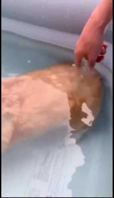 Corgi's have some of the most buoyant bums. :))