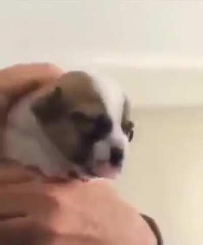 Puppy goes to veterinary for the first time