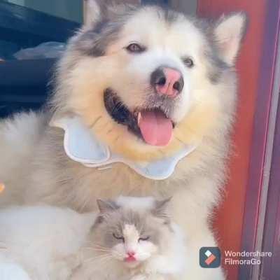 Fit in with the gang