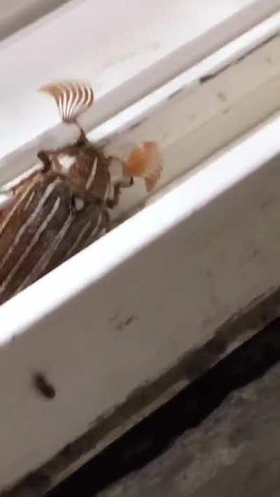eyelash bug