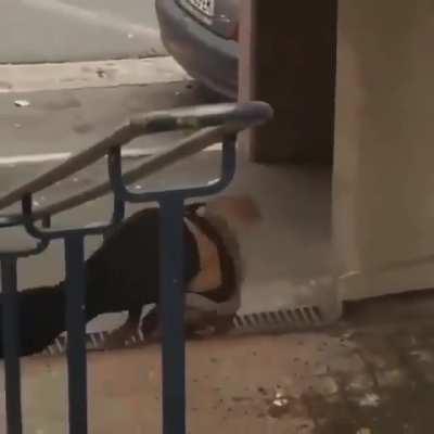 Skaters, steep hills, roads, angry neighbors, and potted plants! What could go wrong?