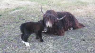 Yaks are long-haired cattle found throughout the Himalayan region, the Tibetan Plateau, and parts of Myanmar, China, Mongolia and Siberia. Females typically give birth to a single calf which is able to walk within minutes of birth. Here we see a playful n
