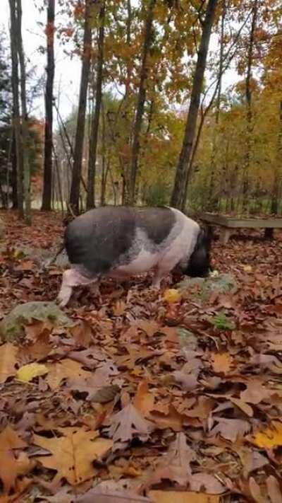 Teddy and Jeremiah of Sunny Meadow Sanctuary, Barre, MA