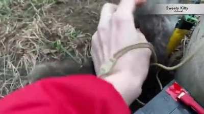 Kitten misbehaves and is sentenced to the hole!