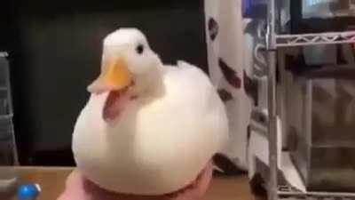 when the ducc go