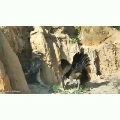 Mother hen putting her life on the line