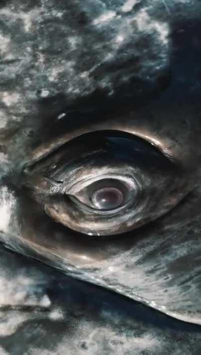 🔥 Making Eye Contact with a Grey Whale