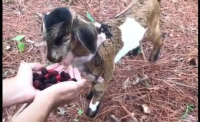 sTeaLthy aLIEN uSEs MInd cOnTrol tO tuRN a leAf mOncHer Into a POny