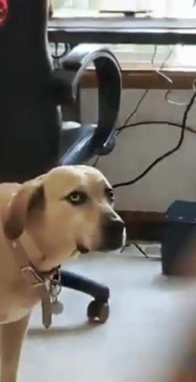 “you could be taking me for a walk”