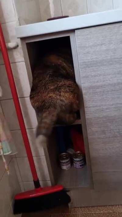 What goes up might be too chonky to come down.