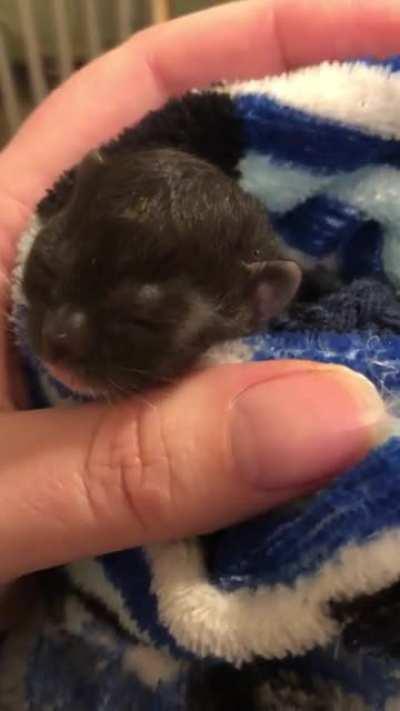 Meet Moxie, the toughest little foster criminal. His mom rejected him after his sibling died in a tragic accident at their birth. Just 4 days old today.