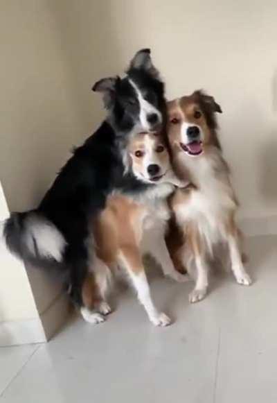 One of these dogs likes posing slightly more than the others