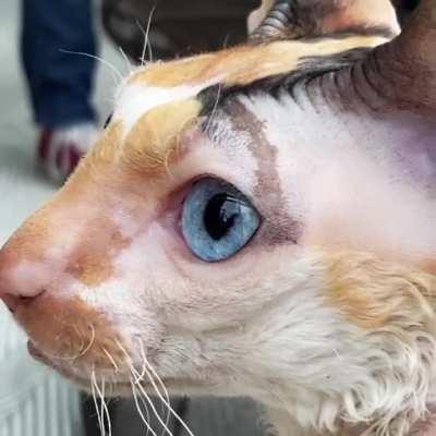 My cat’s heterochromia eyes when she’s watching birds out the window are mesmerizing.