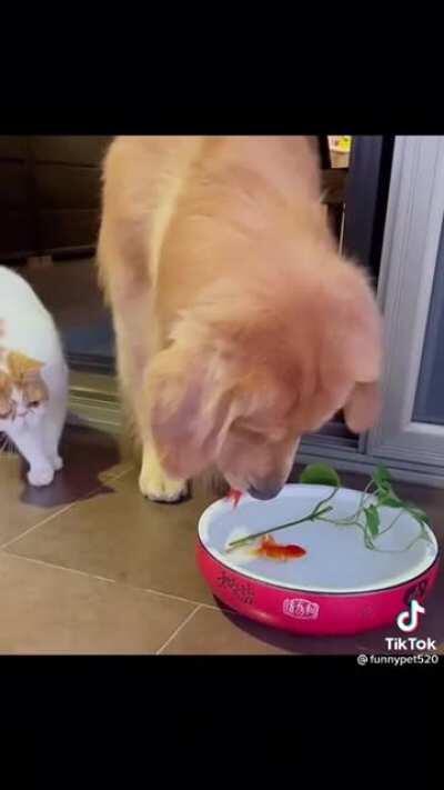 Don't help just film a fish suffocating.