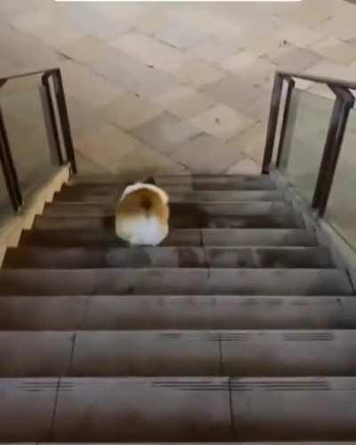 Пыньк - пыньк