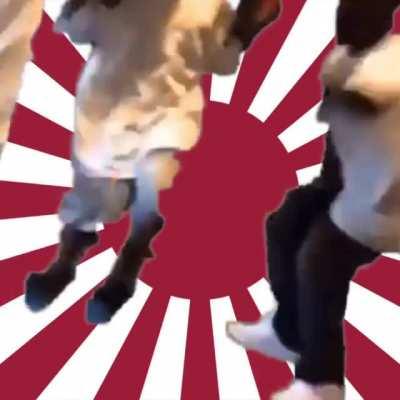 White people please find a better community. Here is actually funny humor: