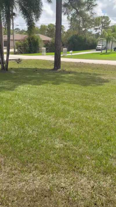 Do you think my neighbors enjoy when I mow the lawn?