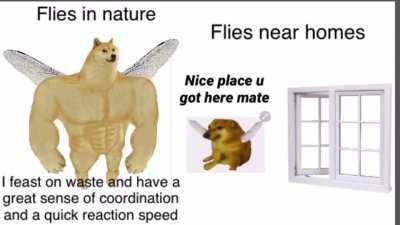 Le time to get The swatter has arrived