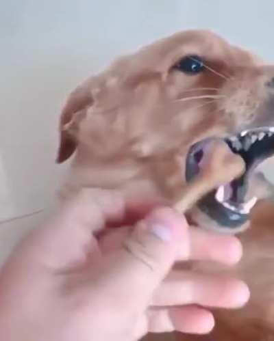 So vicious, so tender