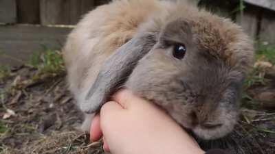 Rabbit licks are the best🥺