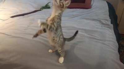 First time seeing greebles